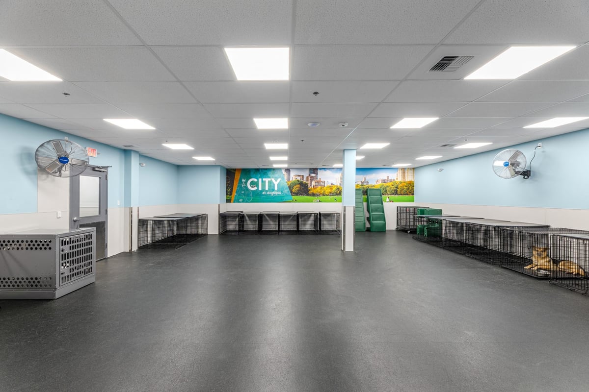 03.21.25_Dogtopia-Seattle_4430-scaled