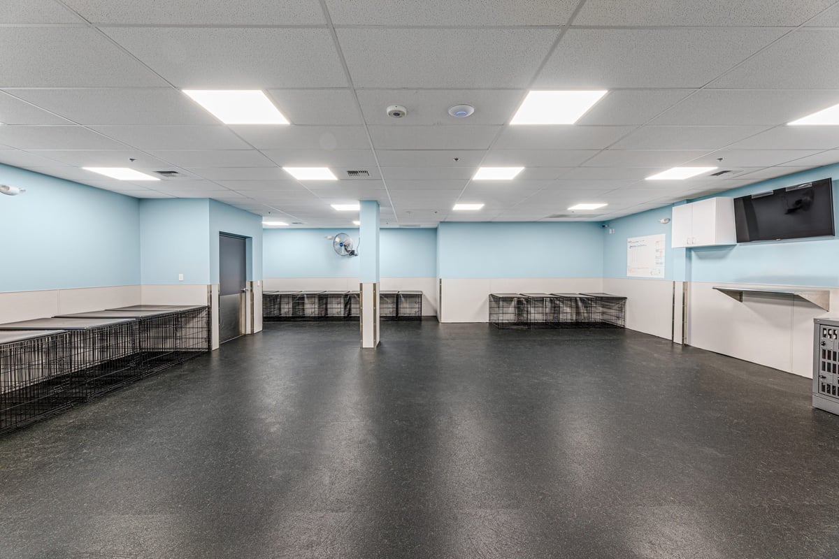 03.21.25_Dogtopia-Seattle_4436-scaled